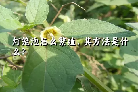 灯笼泡怎么繁殖，其方法是什么？