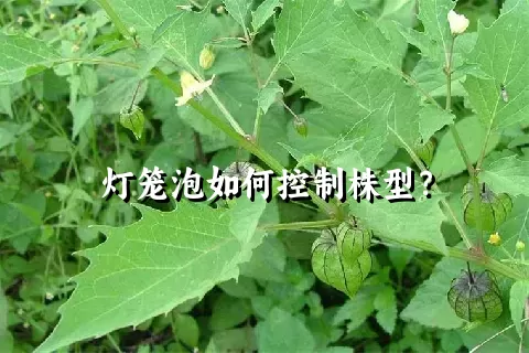 灯笼泡如何控制株型？