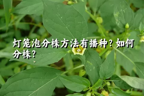 灯笼泡分株方法有播种？如何分株？