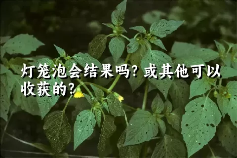 灯笼泡会结果吗？或其他可以收获的？