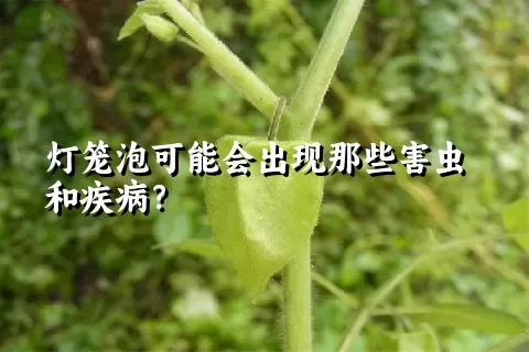 灯笼泡可能会出现那些害虫和疾病？