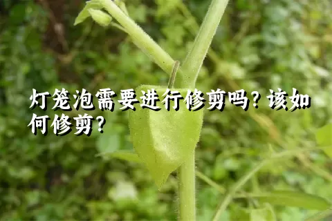 灯笼泡需要进行修剪吗？该如何修剪？