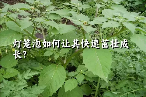 灯笼泡如何让其快速茁壮成长？