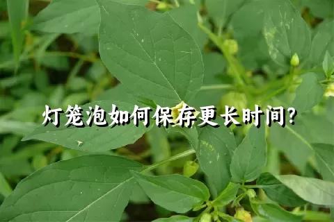 灯笼泡如何保存更长时间？