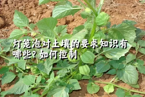 灯笼泡对土壤的要求知识有哪些？如何控制