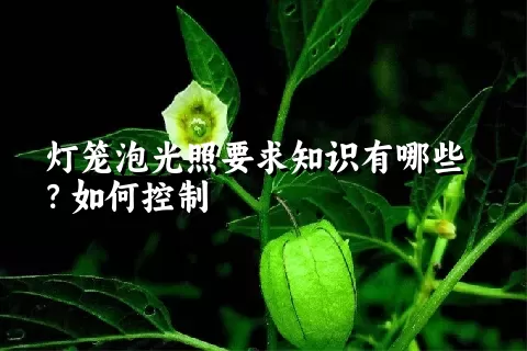 灯笼泡光照要求知识有哪些？如何控制