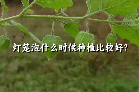 灯笼泡什么时候种植比较好？