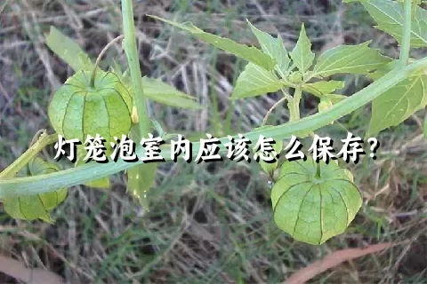 灯笼泡室内应该怎么保存？