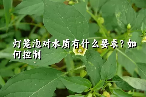 灯笼泡对水质有什么要求？如何控制