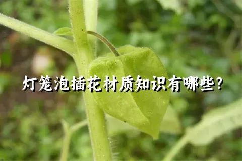 灯笼泡插花材质知识有哪些？