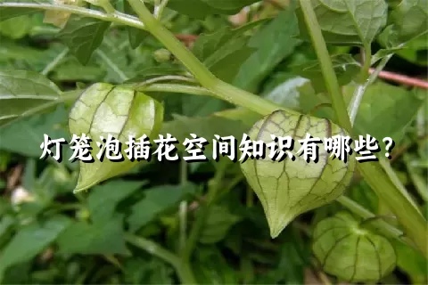 灯笼泡插花空间知识有哪些？