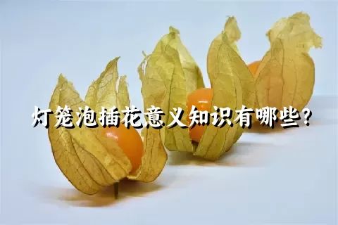 灯笼泡插花意义知识有哪些？