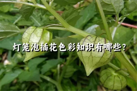 灯笼泡插花色彩知识有哪些？