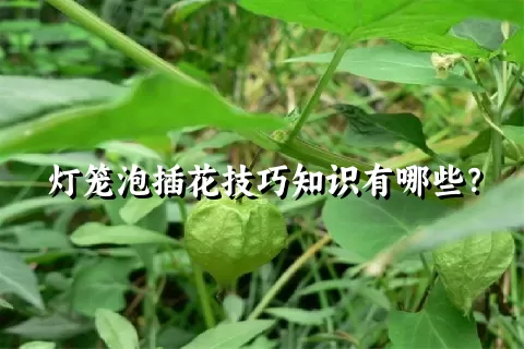 灯笼泡插花技巧知识有哪些？