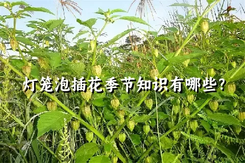 灯笼泡插花季节知识有哪些？