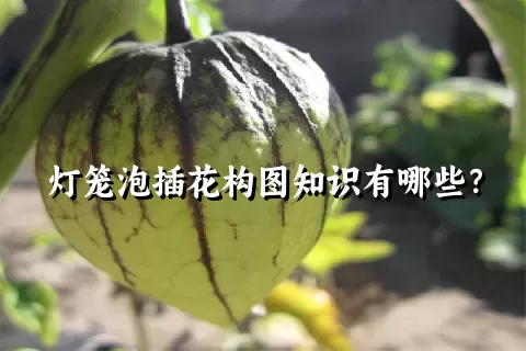 灯笼泡插花构图知识有哪些？