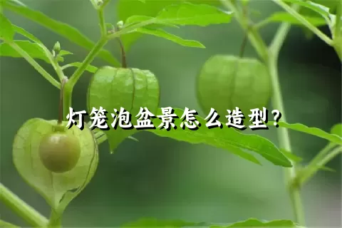 灯笼泡盆景怎么造型？