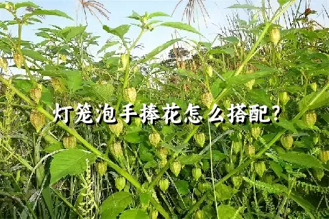 灯笼泡手捧花怎么搭配？