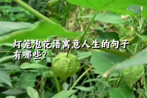 灯笼泡花语寓意人生的句子有哪些？