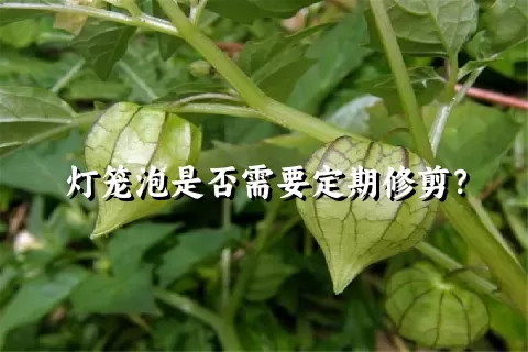 灯笼泡是否需要定期修剪？