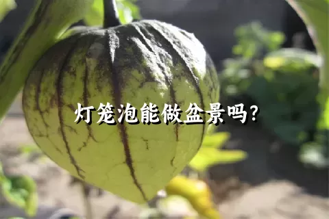 灯笼泡能做盆景吗？