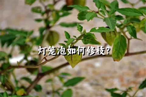 灯笼泡如何修枝？