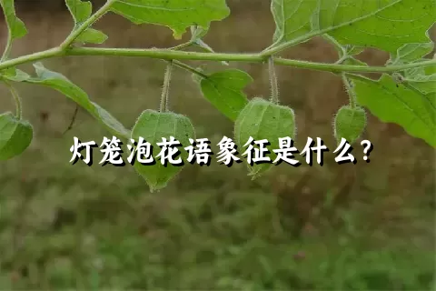 灯笼泡花语象征是什么？