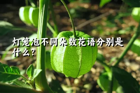 灯笼泡不同朵数花语分别是什么？