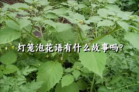 灯笼泡花语有什么故事吗？