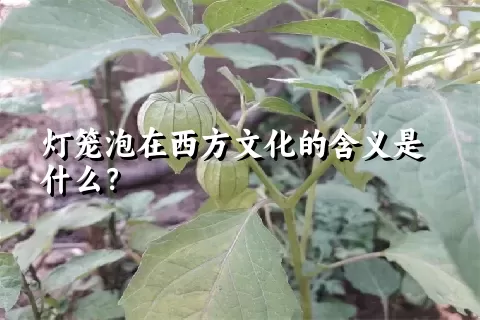 灯笼泡在西方文化的含义是什么？