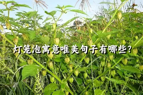 灯笼泡寓意唯美句子有哪些？