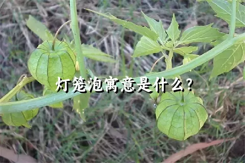 灯笼泡寓意是什么？