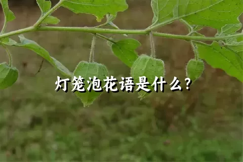 灯笼泡花语是什么？