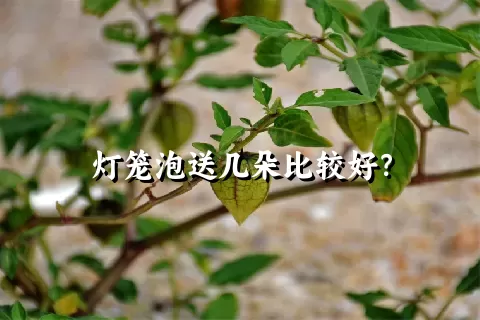 灯笼泡送几朵比较好？