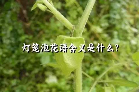 灯笼泡花语含义是什么？