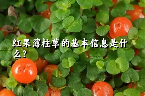 红果薄柱草的基本信息是什么？