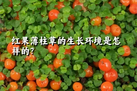 红果薄柱草的生长环境是怎样的？