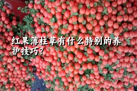 红果薄柱草有什么特别的养护技巧？