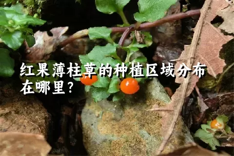 红果薄柱草的种植区域分布在哪里？