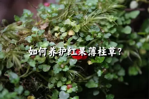 如何养护红果薄柱草？