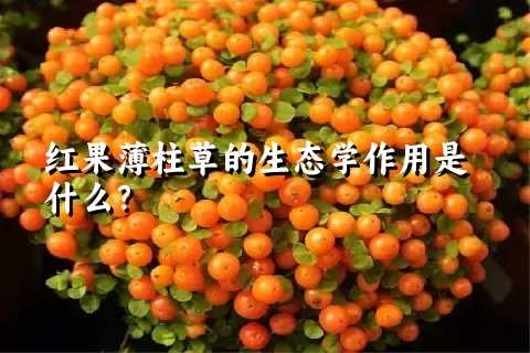 红果薄柱草的生态学作用是什么？