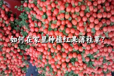 如何在家里种植红果薄柱草？