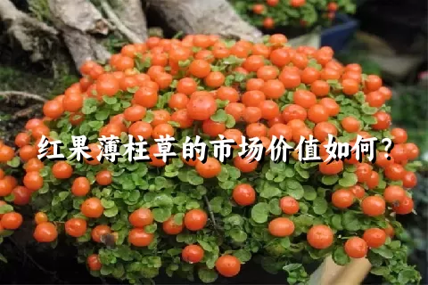 红果薄柱草的市场价值如何？