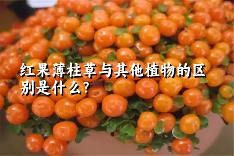 红果薄柱草与其他植物的区别是什么？