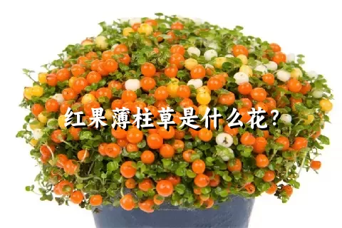 红果薄柱草是什么花？