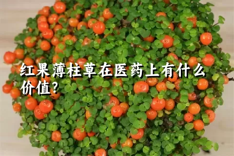 红果薄柱草在医药上有什么价值？