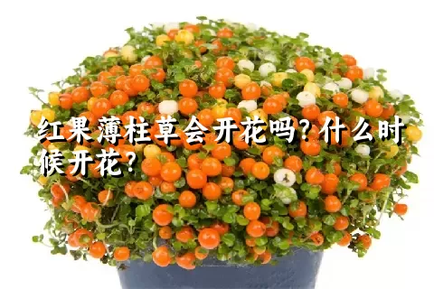 红果薄柱草会开花吗？什么时候开花？