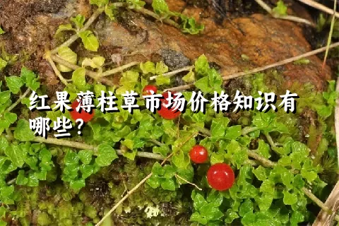 红果薄柱草市场价格知识有哪些？