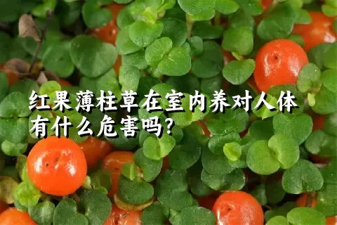 红果薄柱草在室内养对人体有什么危害吗？