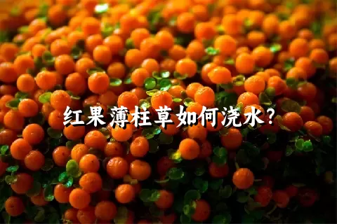 红果薄柱草如何浇水？